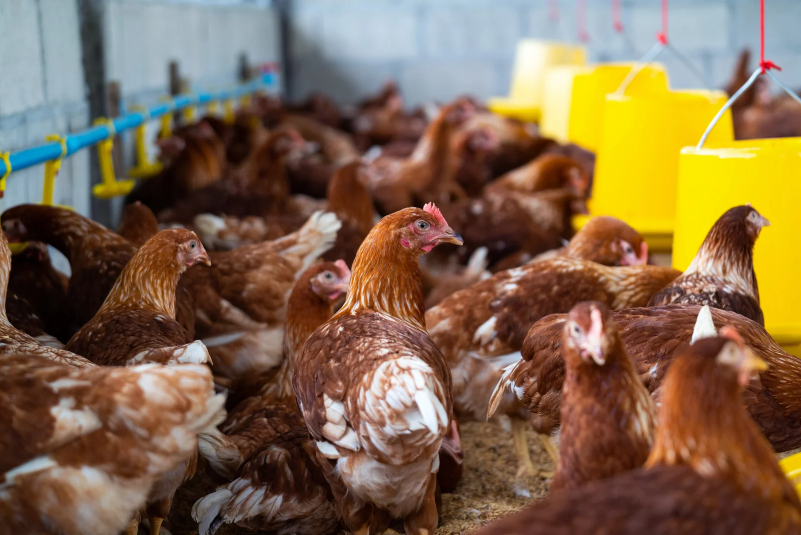 Poultry farm